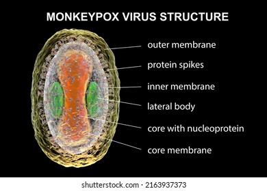 Structure of Monkeypox virus, 3D illustration. A zoonotic virus from Poxviridae family, causes monkeypox, a pox-like disease