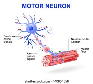 2,171 Motor neuron Images, Stock Photos & Vectors | Shutterstock