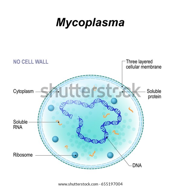 Structure Mycoplasma Cell Bacterium Causative Agent Stock Illustration ...