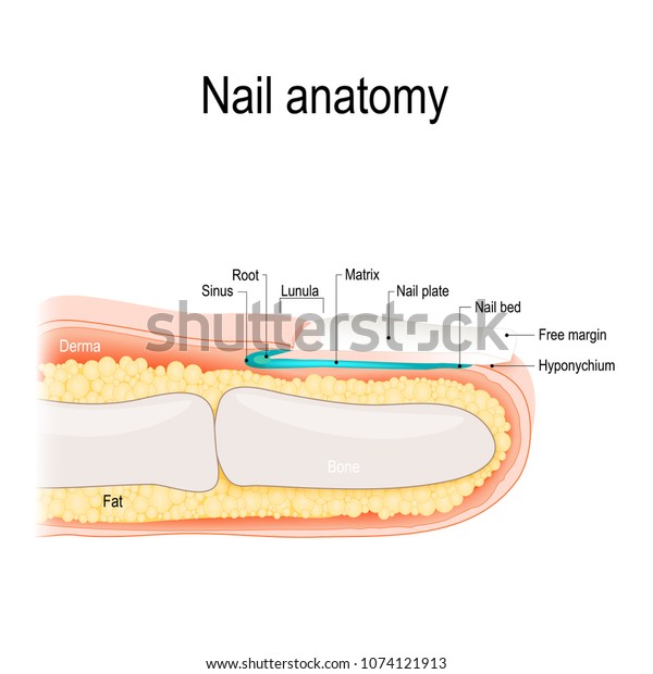 Structure Nail Human Anatomy Stock Illustration 1074121913