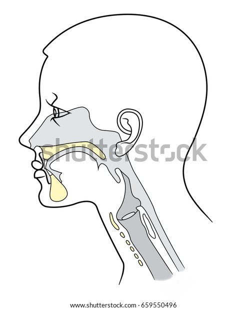 白い背景にセクション内の上咽頭の構造 のイラスト素材