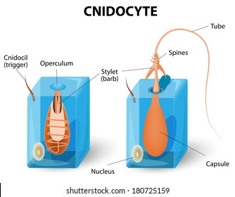 Structure of a nematocyst