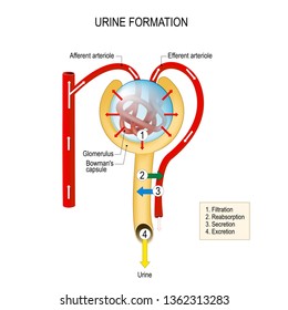 Structure Of A Nephron. Urine Formation (filtration, Reabsorption, Secretion, Excretion). Liquid Enters To The Glomerulus (in Browman's Capsule) Goes Down By The Loop Of Henle To Collecting Duct