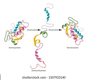 Structure of normal and disassembled protein