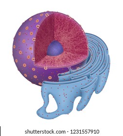 Structure of Nucleus and Rough endoplasmic reticulum.