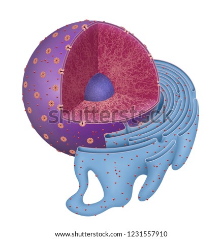 Structure of Nucleus and Rough endoplasmic reticulum.