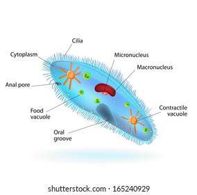 Paramecium Caudatum High Res Stock Images Shutterstock