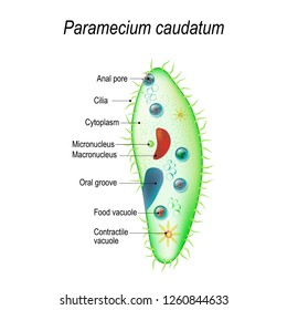 Structure Paramecium Caudatum Illustration Educational Science Stock ...