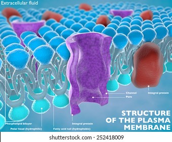 Structure Plasma Membrane Cell Stock Illustration 252418009 | Shutterstock