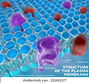 136 Fatty Plasma Membrane Images, Stock Photos & Vectors | Shutterstock