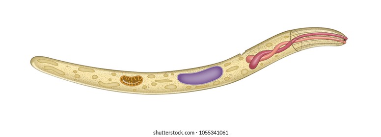 Structure Of Plasmodium 