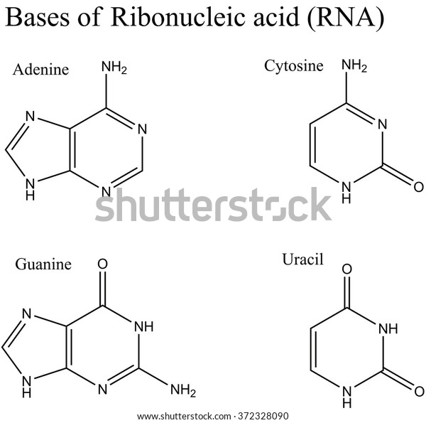 dna stands for ribonucleic acid dna stands for ribonucleic acid