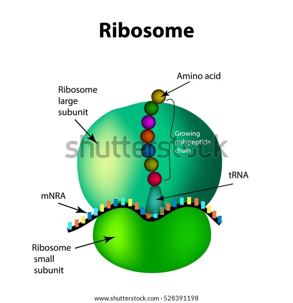 Structure Ribosome Infographics Illustration On Isolated Stock ...