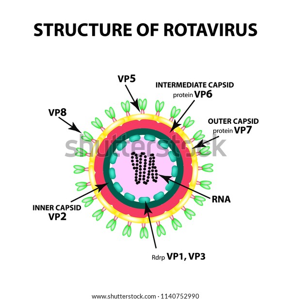 Structure Rotavirus Infographics Illustration On Isolated Stock ...