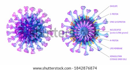 Structure of SARS-Cov-2 coronavirus covid-19. Appearance and cross section of the pathogen respiratory influenza corona virus 2019 ncov cell. Flu virus anatomy, proteins, RNA 3D medical illustration Stock photo © 