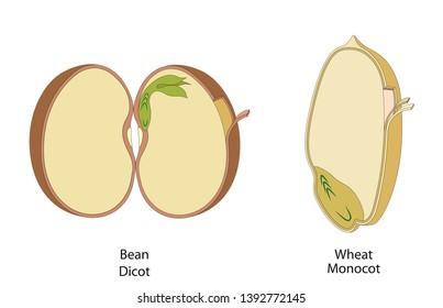 The Structure Of The Seed In Dicots And Monocots