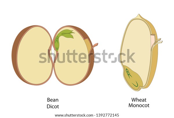 ディコットとモノコットの種の構造 のイラスト素材