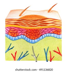 Structure of skin with freckles on white background