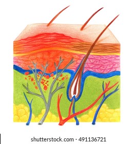 Structure of skin with problem on white background