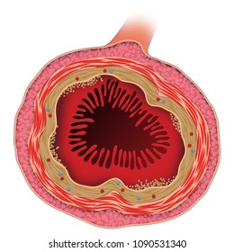 Structure Of Small Intestine