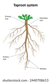 The structure of the taproot system. Labeled diagram.