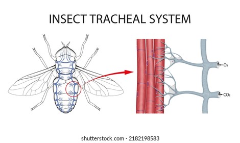 The Structure the Tracheae Insects