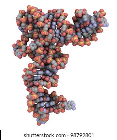 Structure Of A Transfer RNA (tRNA, IletRNA) Molecule