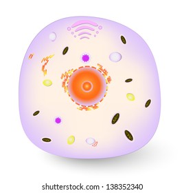 Structure Typical Animal Cell Stock Illustration 138352340 | Shutterstock