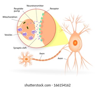 Neuron Synapse High Res Stock Images Shutterstock