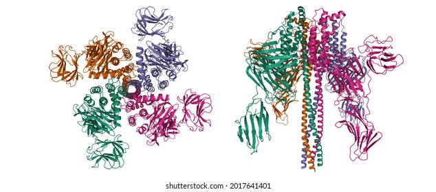 Structure of Vip3Aa vegetative insecticidal protein toxin from Bacillus thuringiensis, 3D cartoon model in two purpendicular projections, chain id color scheme, based on PDB 6tfk, white background