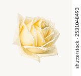 Study of a Rose (ca. 1898) in high resolution by Paul de Longpre. Vintage flower art drawing, yellow rose art print, old illustration, flower painting.