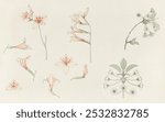 Study sheet with gladiolus and apple blossom (1899) by Julie de Graag. Flower sketch illustration. Vintage floral botanical art drawing illustration, old painting art print of floral flower.