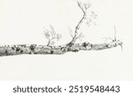 Study of a tree (1816) by Jean Bernard (1775-1883). Vintage art tree branch illustration, old tree branch painting art print. Vintage nature drawing by Jean Bernard; tree branch, birch.