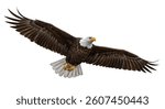 A stunning image of a bald eagle in midflight, wings fully extended, showcasing its powerful physique and iconic white head. Isolated on a white background.