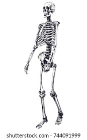 Skeleton Stock Illustration 115153675