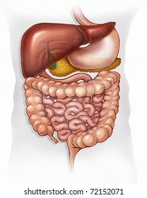 stylized illustration of human digestive system