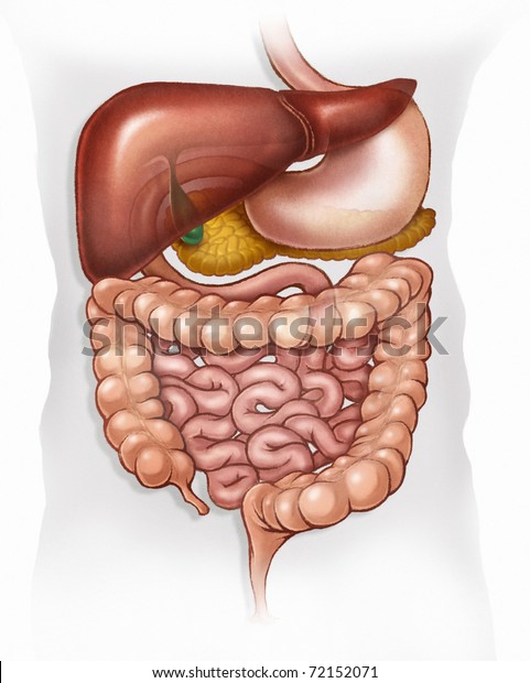 stylized illustration of human digestive system