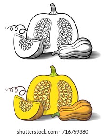 Stylized image pumpkins  Pumpkin cut and seeds  pumpkin slice   butternut squash  Outline vector illustration
