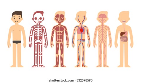 Body Anatomy Chart Skeletal Muscular Circulatory Stock Vector (Royalty ...