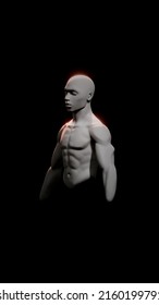 Stylized Male Torso Anatomy. 3D Front