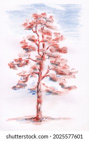Stylized pine tree in red   blue colors  Pencil hand drawing picture and paper texture  Raster image  Bitmap