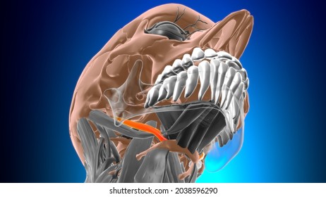 stylohyoid muscle labeled