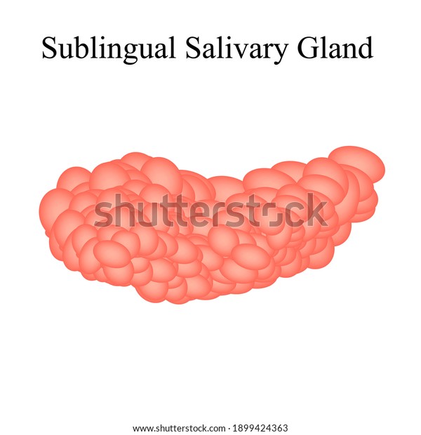 Sublingual Salivary Gland Illustration On Isolated Stock Illustration ...