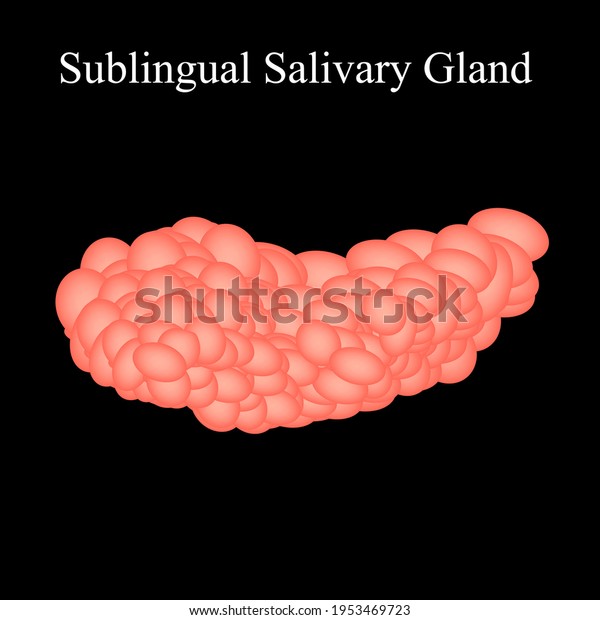 Sublingual Salivary Gland Illustration On Isolated Stock Illustration ...