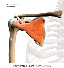 Subscapularis Muscle Isolated Anterior View Labeled Stock Illustration ...