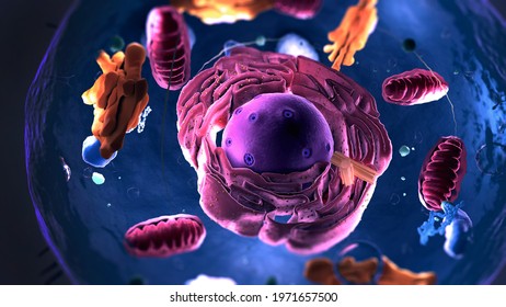 Subunits inside eukaryotic cell, nucleus and organelles and plasma membrane - 3d illustration