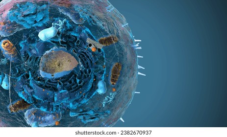 Subunits inside eukaryotic cell, nucleus and organelles and plasma membrane - 3d illustration