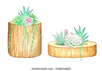 Succulents In A Natural Wood Planter. Watercolor Illustration.