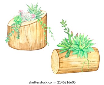 Succulents In A Natural Wood Planter. Watercolor Illustration.