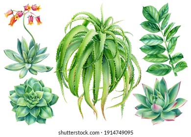 Succulents in watercolor, echiveria blooming, aloe, cacti, tropical plants hand drawing, botanical painting